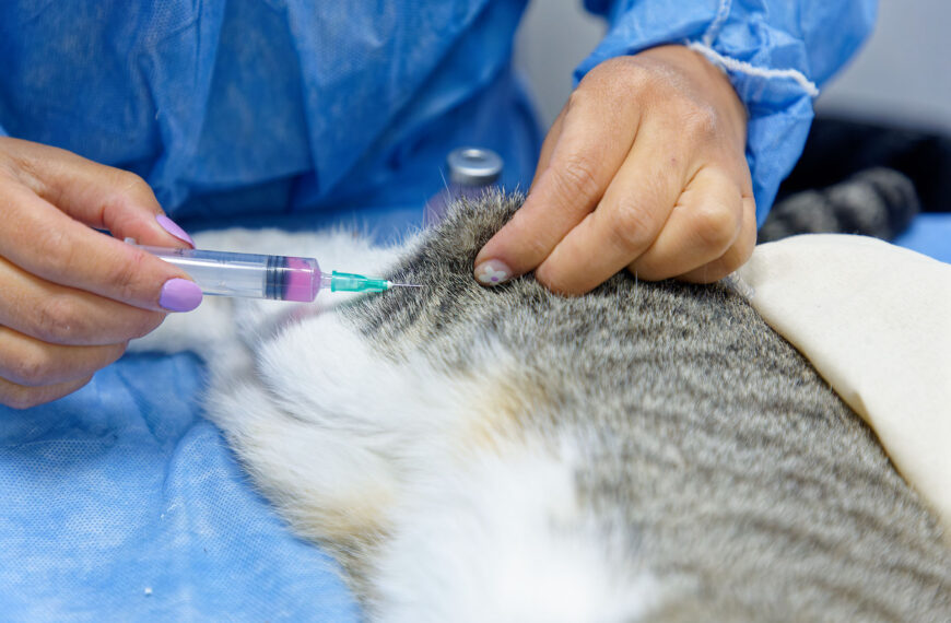 JORNADAS DE SALUD ANIMAL EN LA SOCIEDAD DE FOMENTO SAN MARCOS