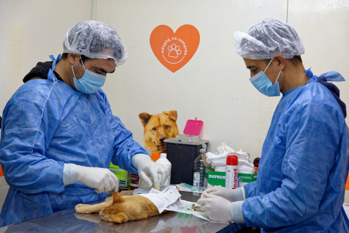 JORNADAS MUNICIPALES GRATUITAS DE SALUD ANIMAL EN BERAZATEGUI