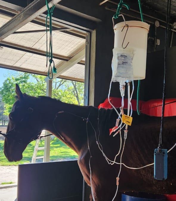 EL MUNICIPIO DE QUILMES RESCATÓ MÁS DE 70 CABALLOS VÍCTIMAS DE TRACCIÓN A SANGRE Y MALTRATO ANIMAL DURANTE EL ÚLTIMO AÑO