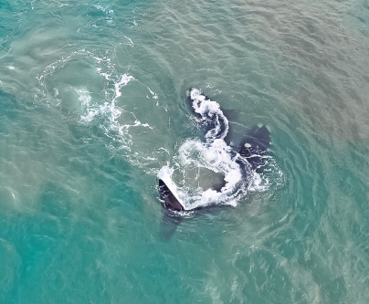 AVISTAN BALLENA FRANCA EN MAR DEL PLATA