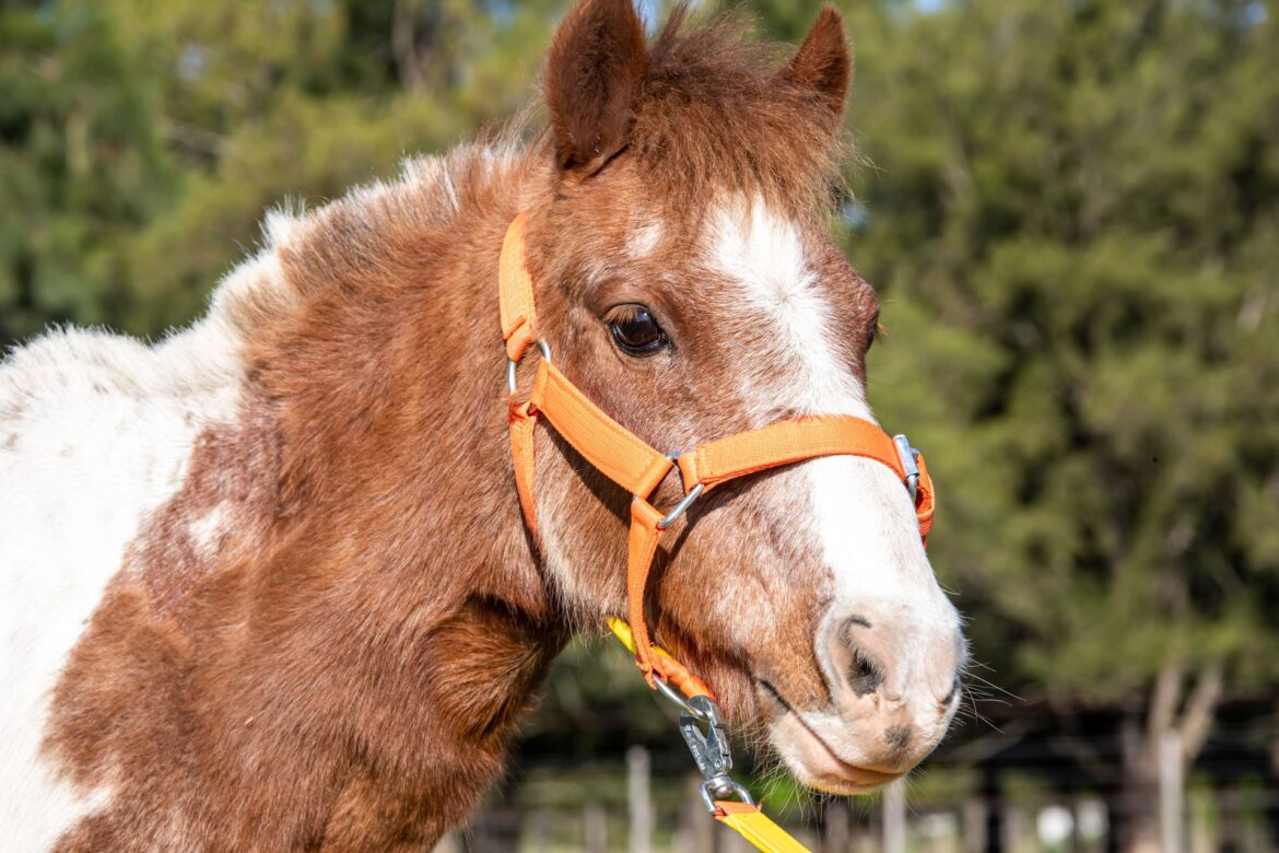 BERAZATEGUI RESCATA CABALLOS VÍCTIMAS DEL MALTRATO