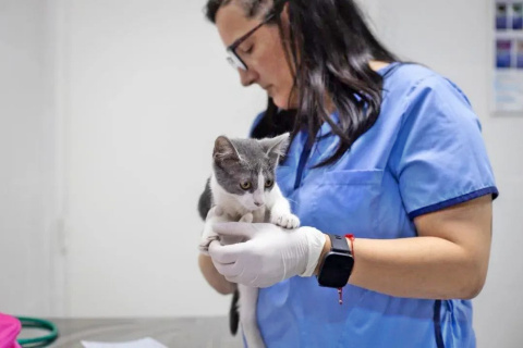 VETERINARIA MUNICIPAL DE QUILMES: CASTRACIONES, VACUNACIÓN ANTIRRÁBICA Y DISTINTAS CIRUGÍAS Y ATENCIONES SIN COSTO