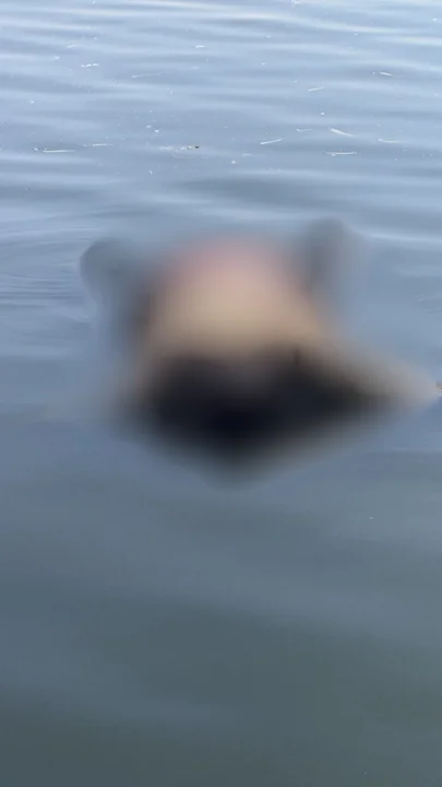 HALLARON UN CADÁVER AL COSTADO DE LA AUTOPISTA BUENOS AIRES-LA PLATA